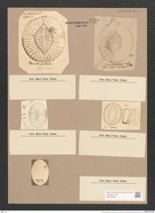 Surirella fastuosa Ehr. (de-Toni-Nr.: Genus 53, Species 2276) Zeichnungen Sammlung Grunow Nr. 4729 (NHMW-BOT-W0372826)